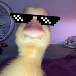 cuack