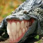 WrogatorX