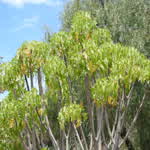 PaloLoco
