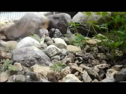 The Lost Videos! “Tales of Sauria Test Footage”