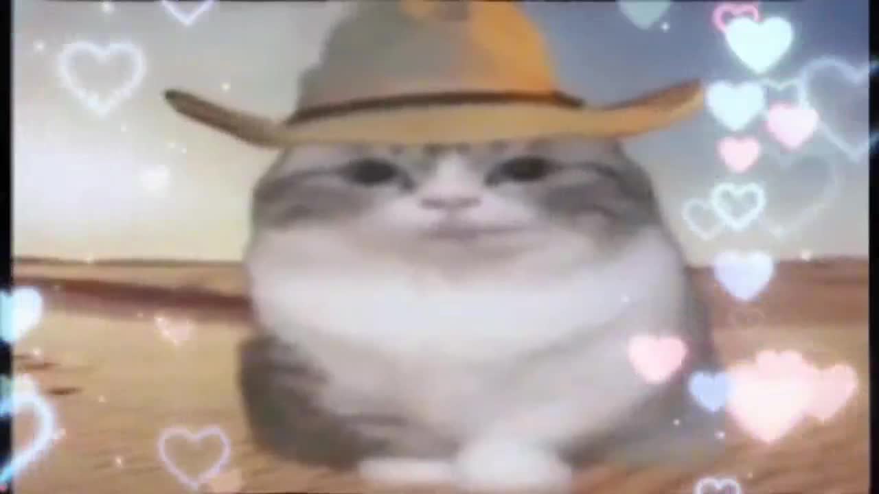 cat sing