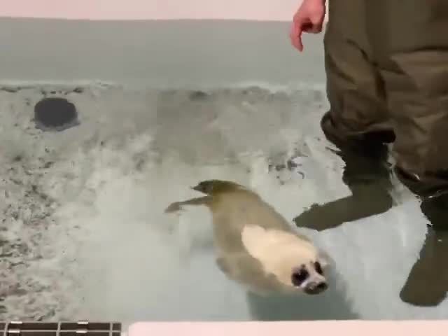 Baby seal learning to swim