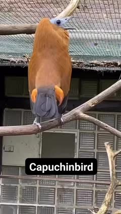 The Capuchinbird