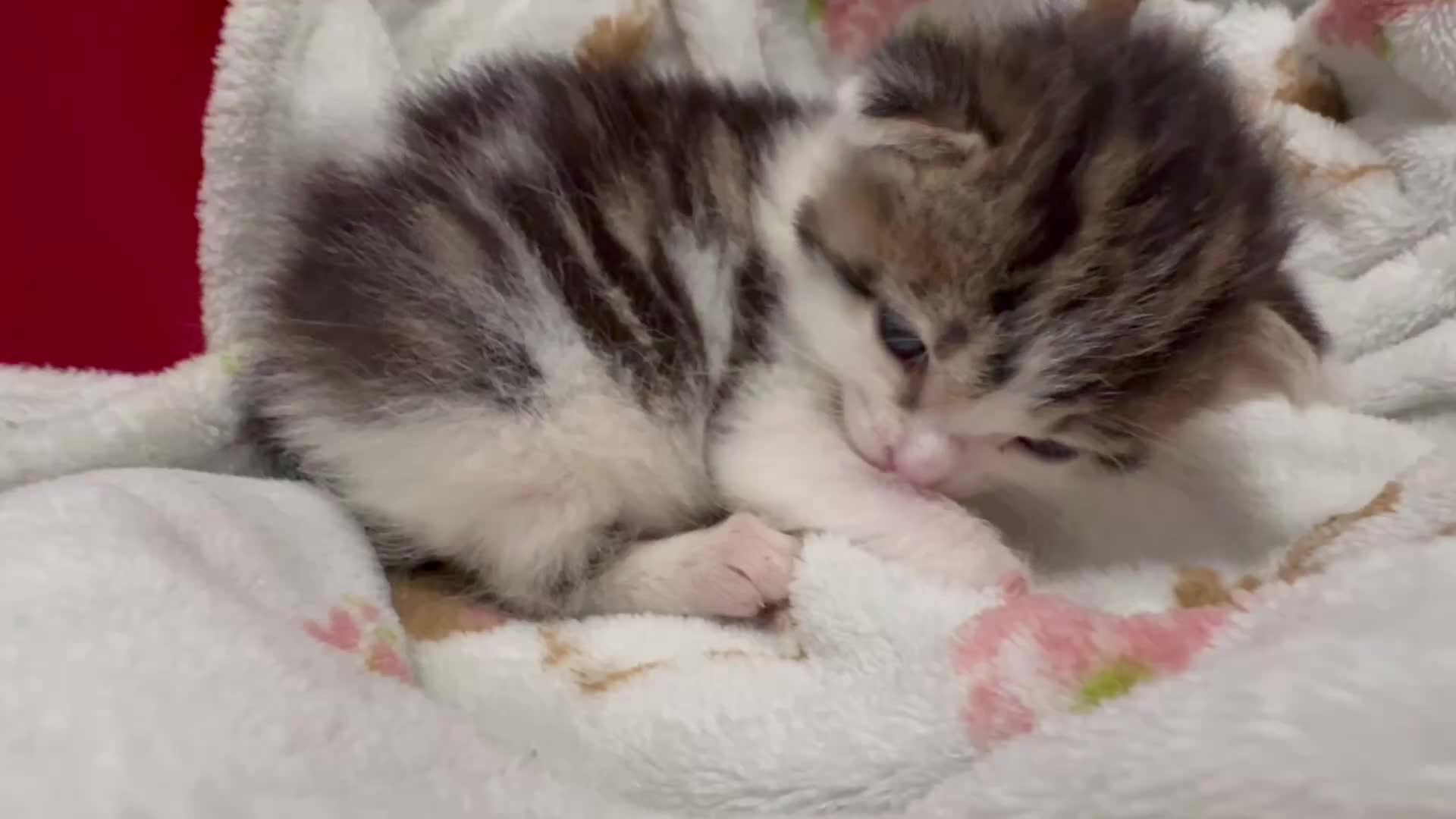 Cat taking a bath (≧∀≦)