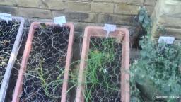 Garden update oct 1 2021