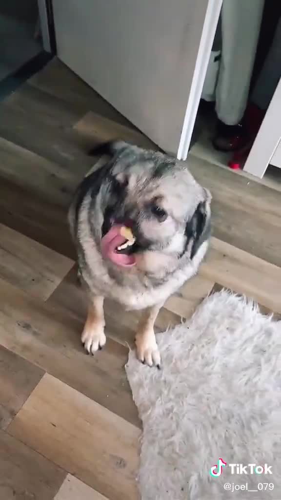 My dog