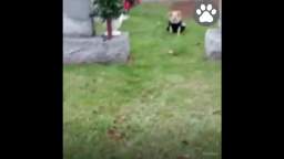 Dogs Crying For Dead Owners 😭  (Really Sad Moments)