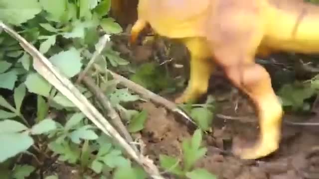 The Lost Videos! “Tales of Sauria “Rebooted””