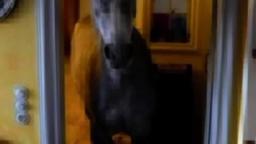 horse