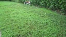 Teddy at the Park 2