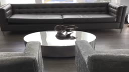 Kitten Can't Catch Herself