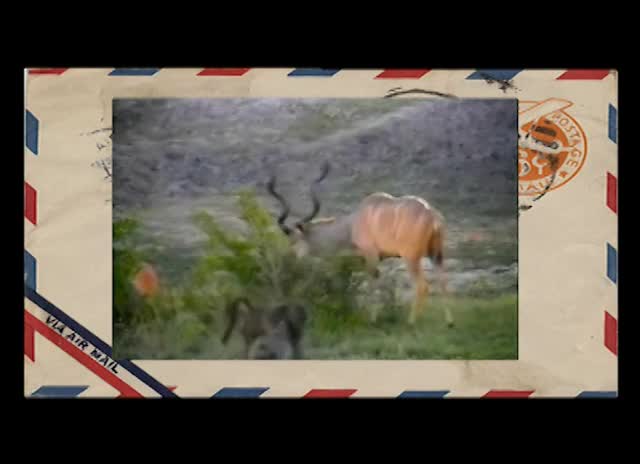 Refried TV: Animals Gone Wild