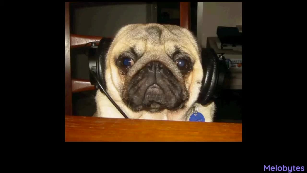 Pug.mp4
