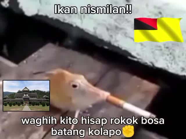 Ikan minang vs Ikan nismilan