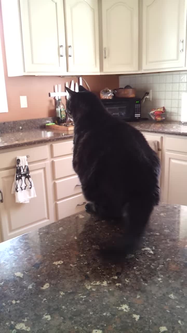 Fat cat jumps and fails miserably