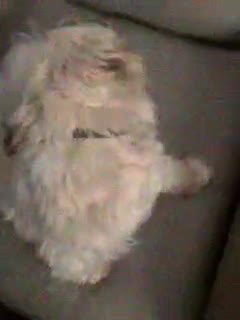 My Dog BERNIE!!!