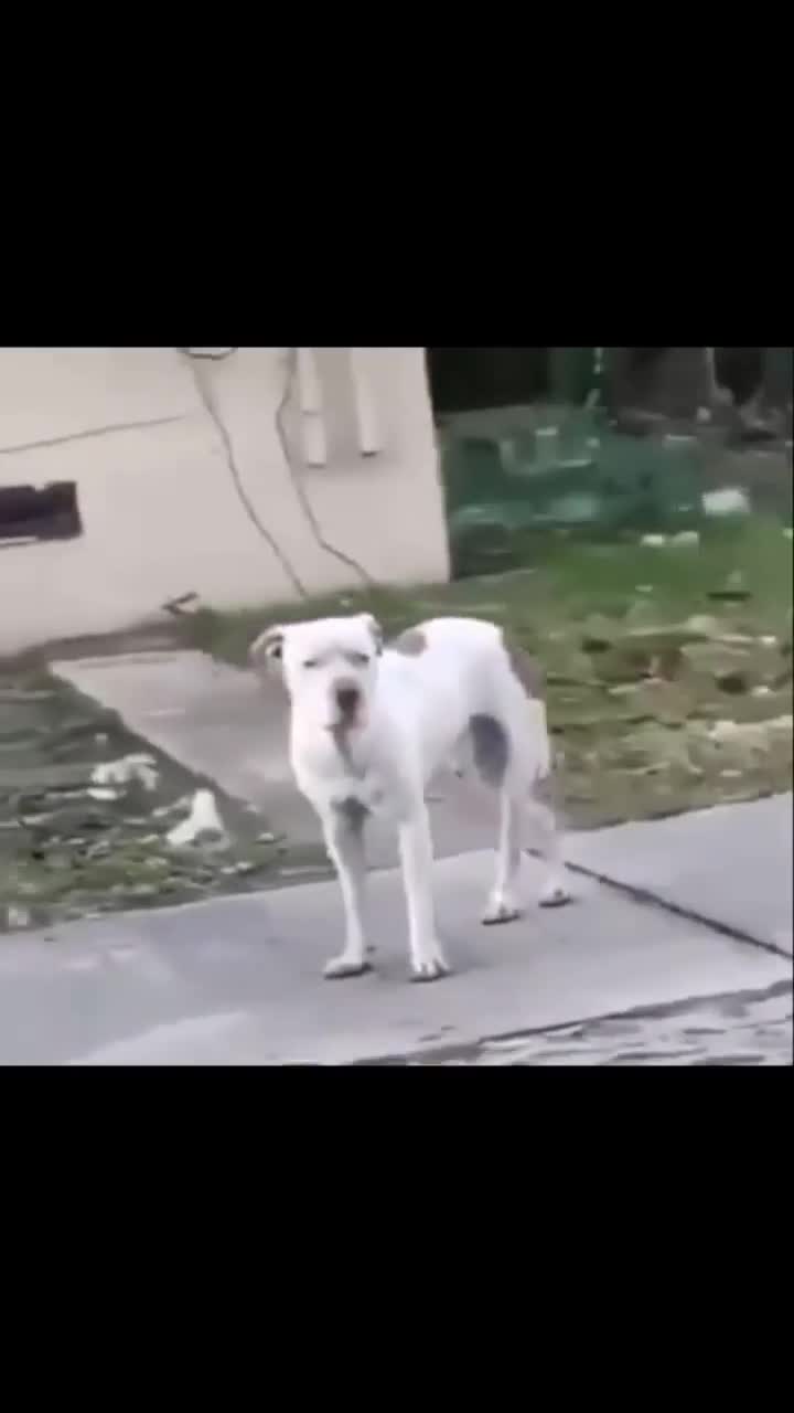 u cant f dat dog