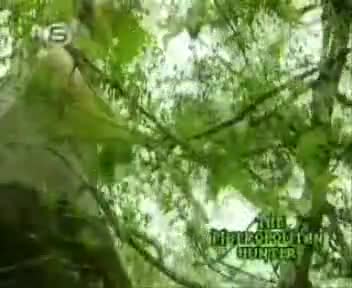 CEVİZKIRAN (8)