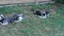 Cats Sept 7 2022