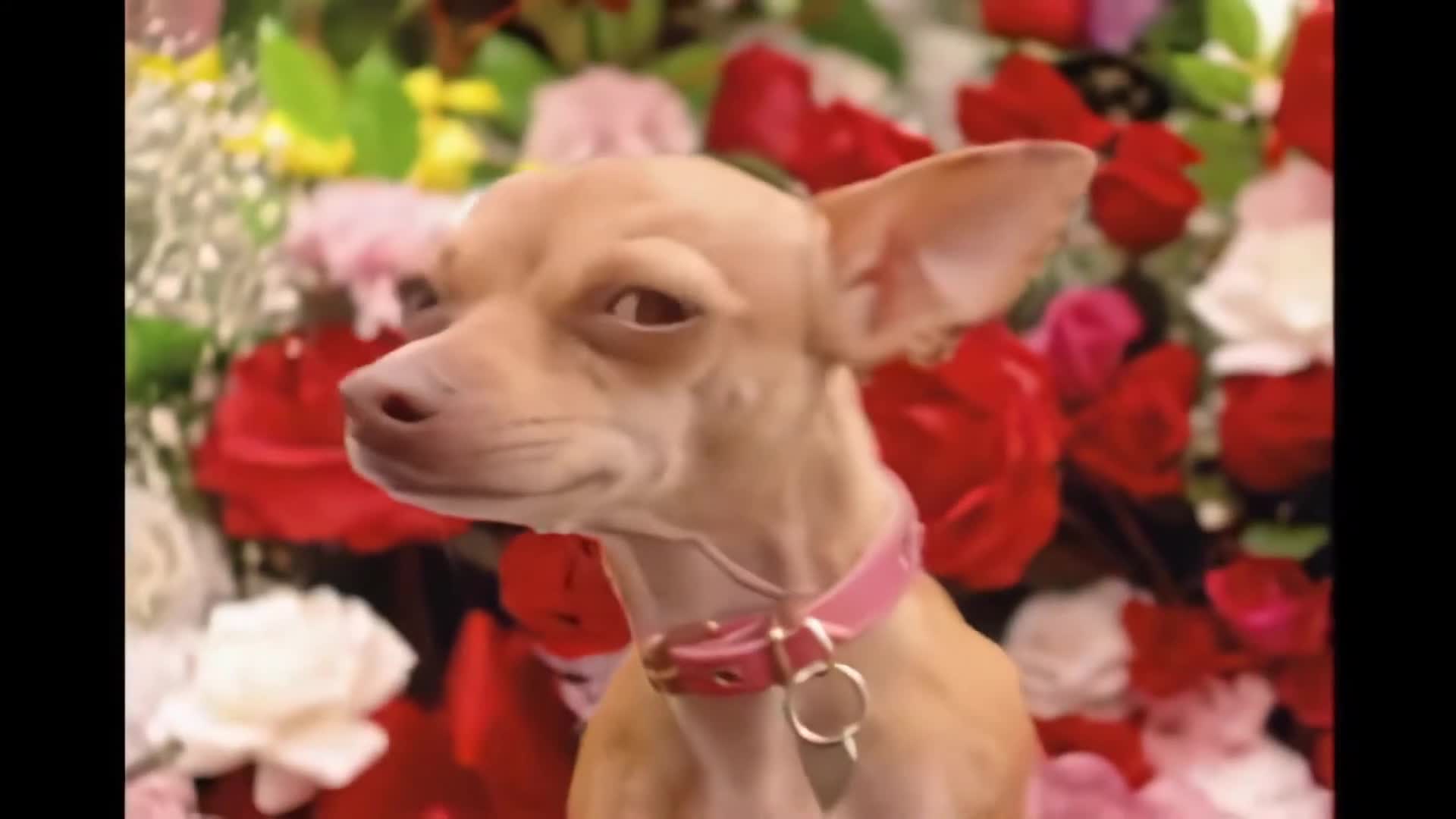 "Yo Quiero Taco Bell" (1997)