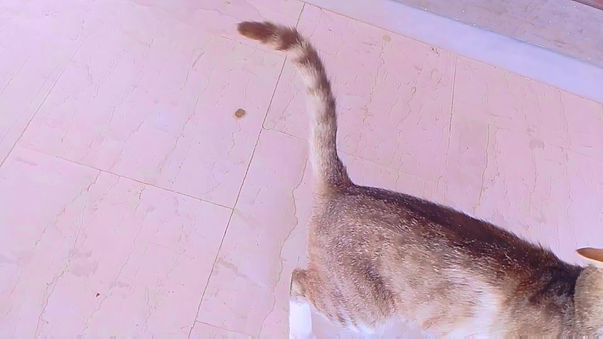 petting a stray kitten