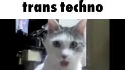 cat react to bitch got a penis