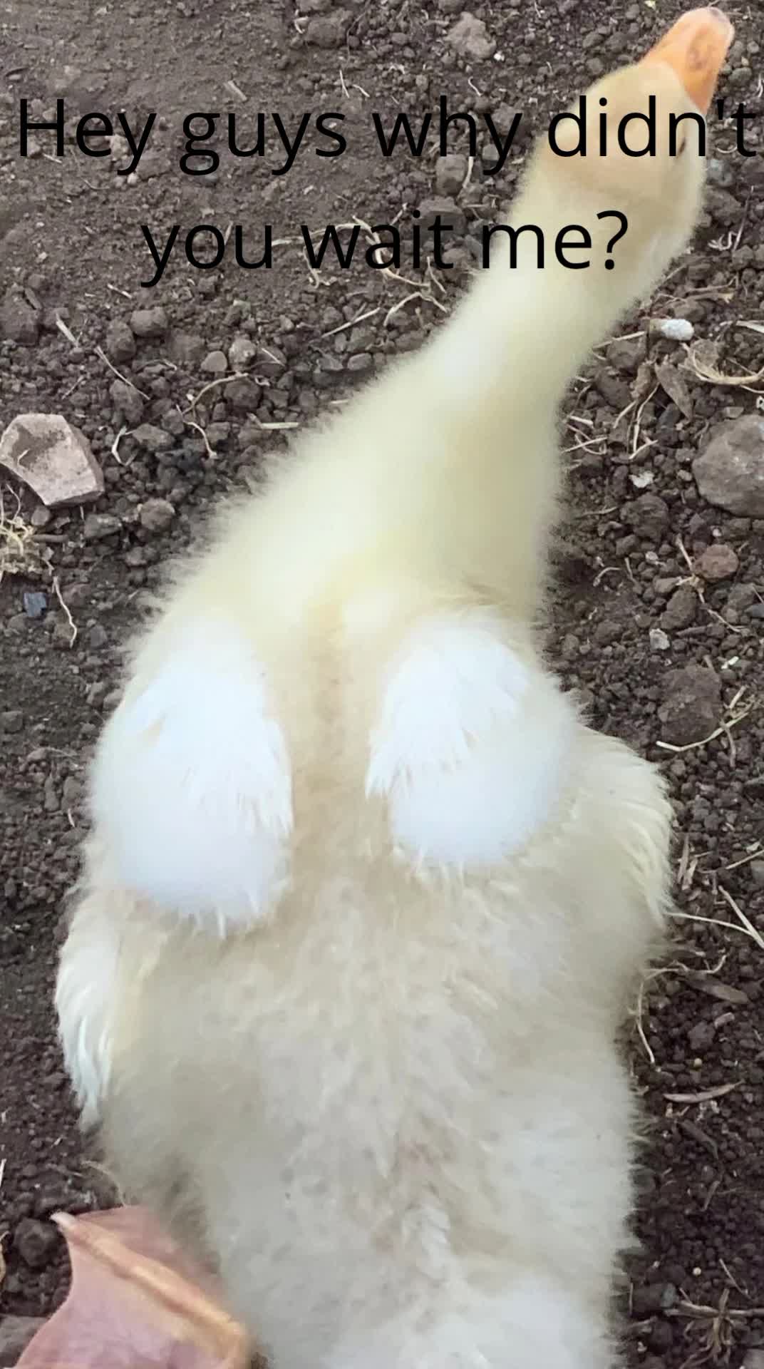 Goose memes *collab with friend*