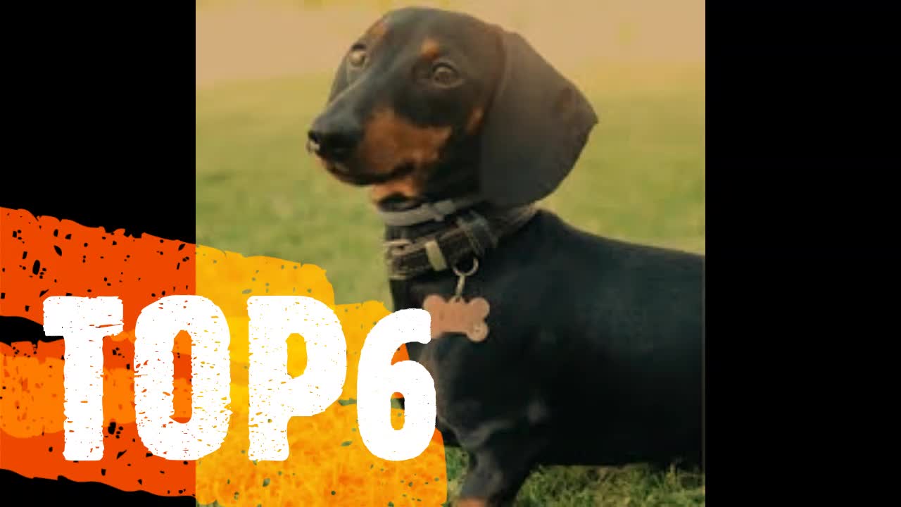 TOP 19 OF THE BEST DACHSHUND LOS MEJORES PERROS SALCHICHA