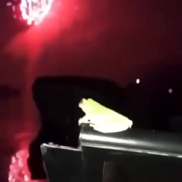 froggo