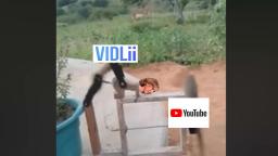 Vidlii fucks Susan Wojcicki Youtube