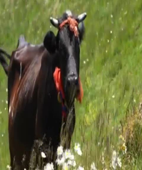 Yaylada Yaşam
