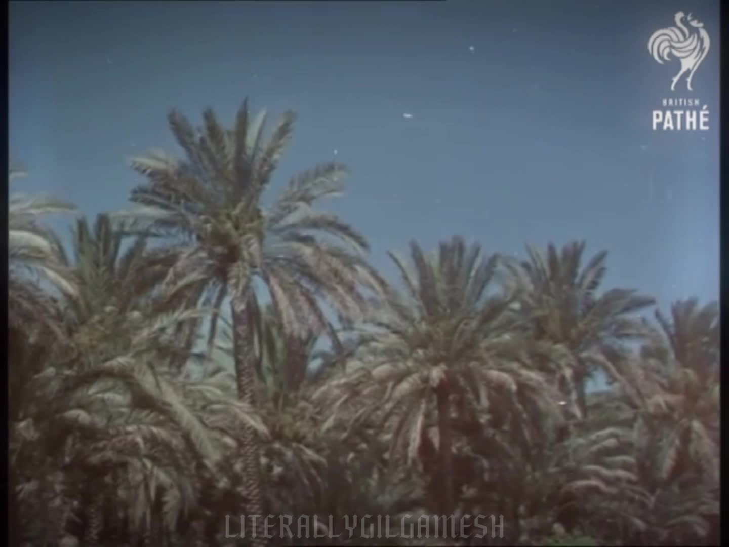 Kingdom of Iraq (1950)