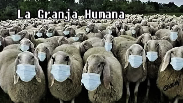 En tu rostro Borrego P.06 - Somatotromina Bovina