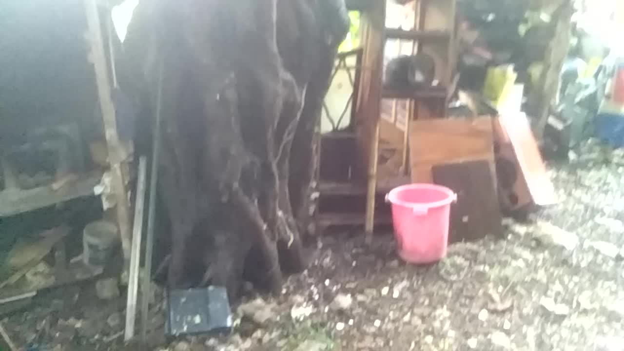 It's too rainy in my area!