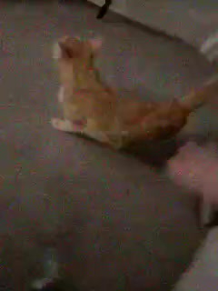 My Cat LUVIX!