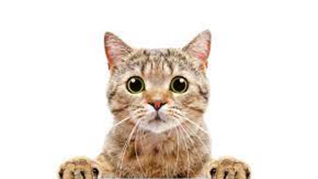 CaramellDansen cat