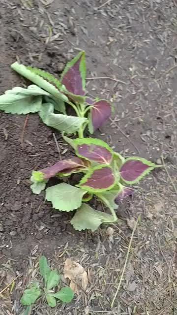 Plantó una Cóleo en el Patio Urbano Albarracín