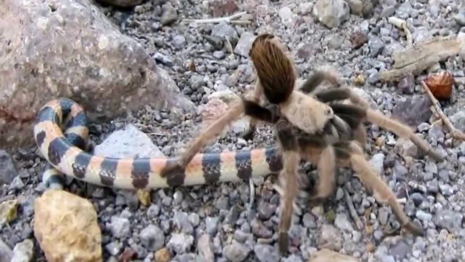 stonecold Las 10 telas más increíbles del mundo