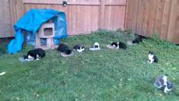 Cats August 26, 2023