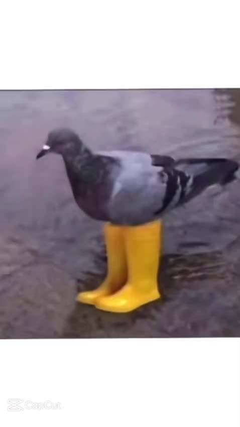 Pigeons after seeing a car to poop on: