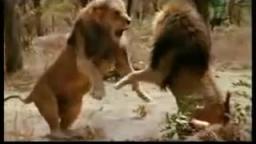 2 Leoni Combattono