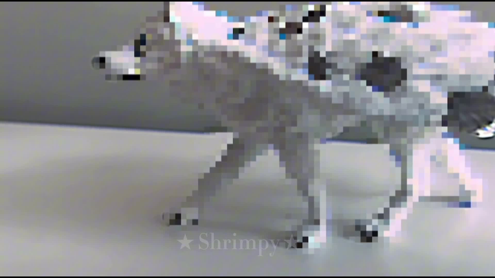 Can you get the dog please? // Schleich wolf/dog MV // TW: gore