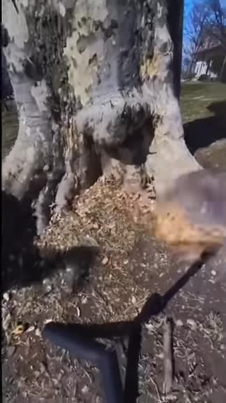 sperg