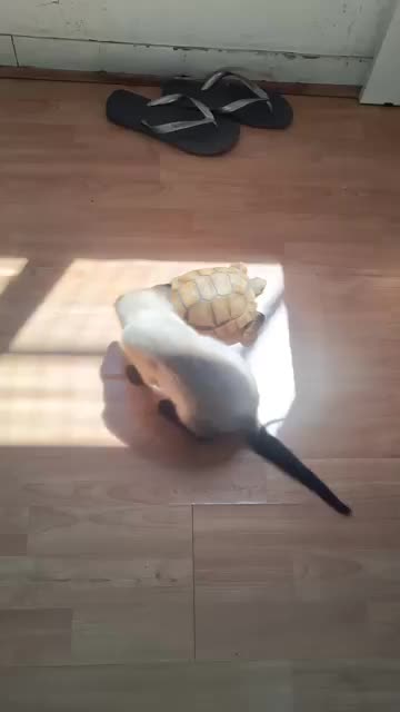 Benito vs Tortuga